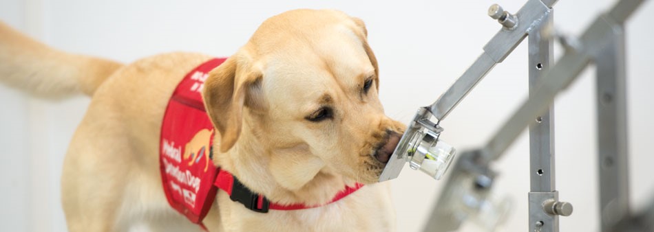 Les chiens ressentent notre stress grâce à notre transpiration !