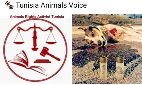 Les tunisiens aiment les animaux et font tout pour changer la loi.