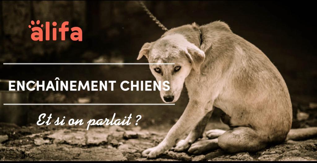 Et si on parlait de l’enchainement des chiens ?