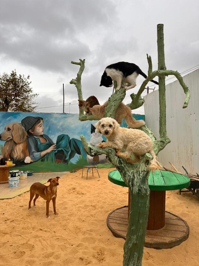 L'artiste Mokhtar Ghrab transforme les locaux de l'APA Sfax en une œuvre d'art engagée pour la cause animale