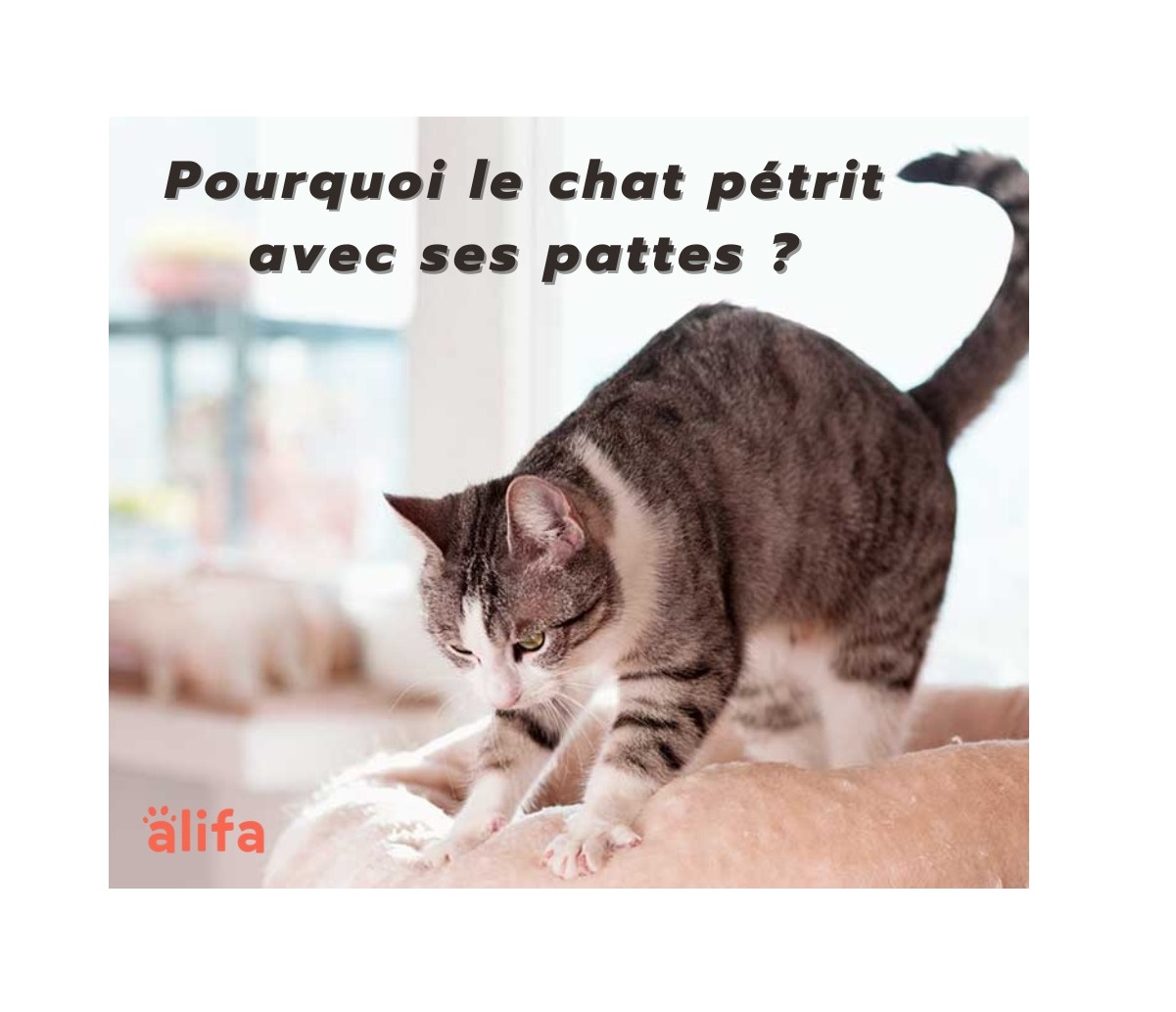 Le pétrissage chez le chat : quels sont ses significations ?