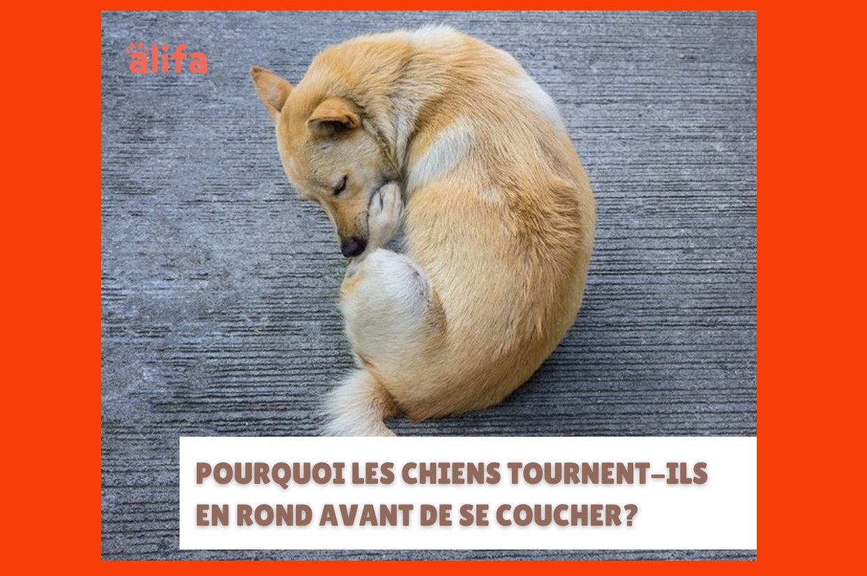 Pourquoi les chiens tournent-ils en rond avant de se coucher ?
